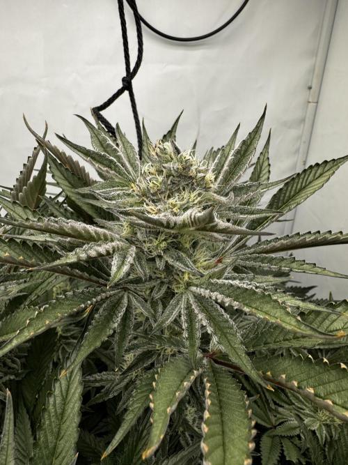 hydroponic Dante’s Cherrycana. Week 11