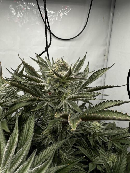 hydroponic Dante’s Cherrycana. Week 11