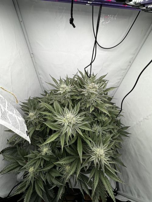 hydroponic Dante’s Cherrycana. Week 11