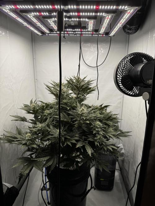 hydroponic Dante’s Cherrycana. Week 11