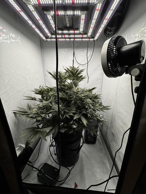 hydroponic Dante’s Cherrycana. Week 11