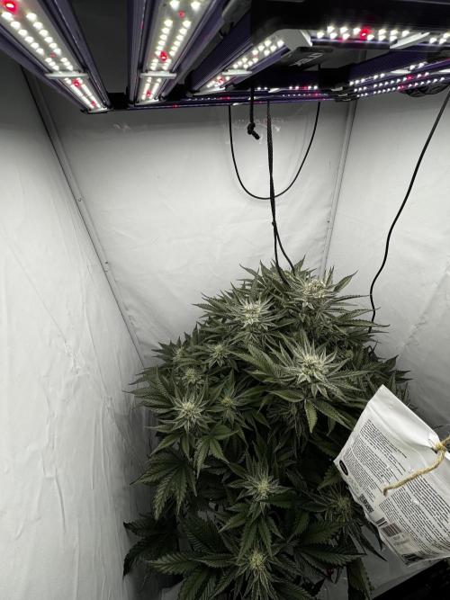 hydroponic Dante’s Cherrycana. Week 11