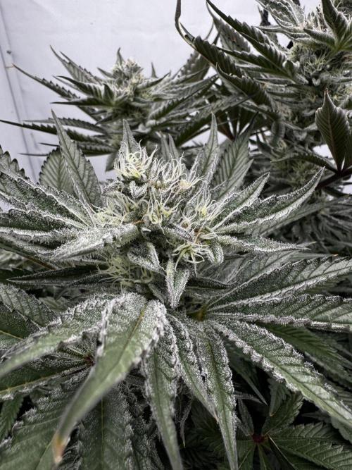hydroponic Dante’s Cherrycana. Week 11