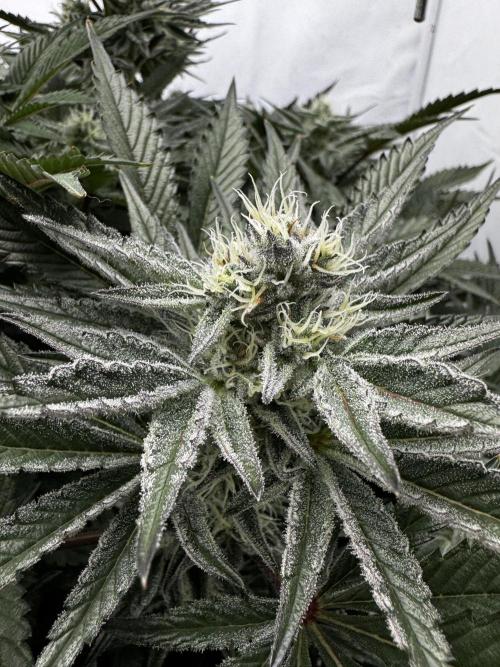 hydroponic Dante’s Cherrycana. Week 11