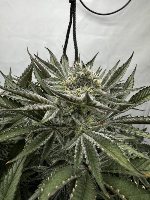 hydroponic Dante’s Cherrycana. Week 11