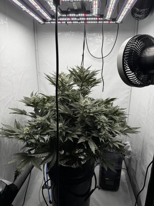 hydroponic Dante’s Cherrycana. Week 11