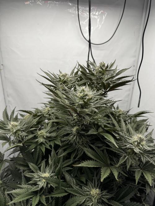 hydroponic Dante’s Cherrycana. Week 11