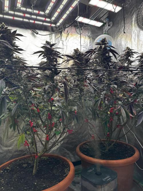 2x Cap Junky Scrog. Week 15