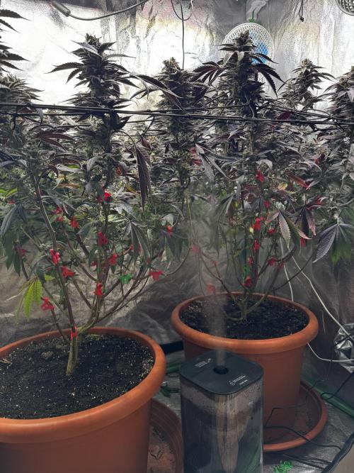 2x Cap Junky Scrog. Week 15