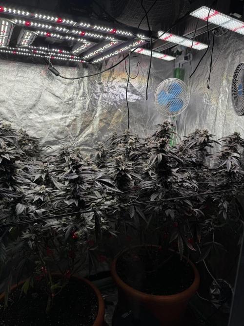 2x Cap Junky Scrog. Week 15