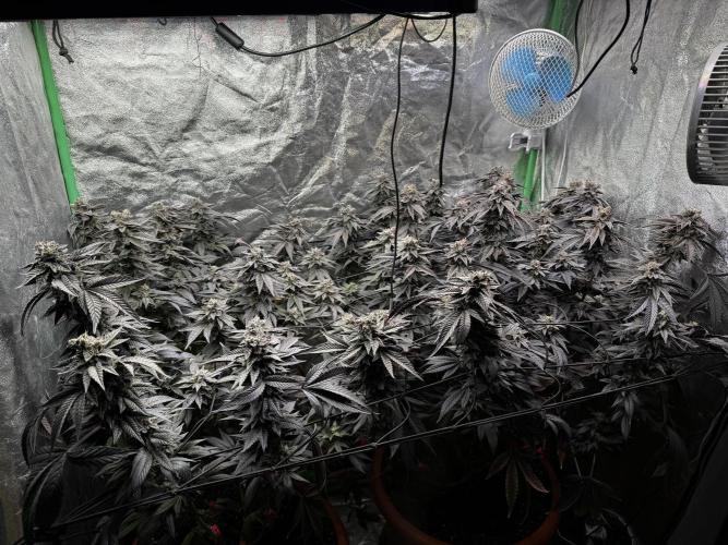 2x Cap Junky Scrog. Week 15