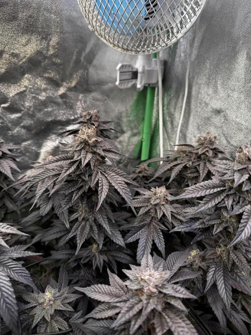 2x Cap Junky Scrog. Week 15