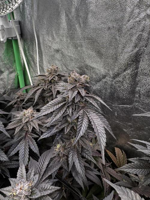 2x Cap Junky Scrog. Week 15