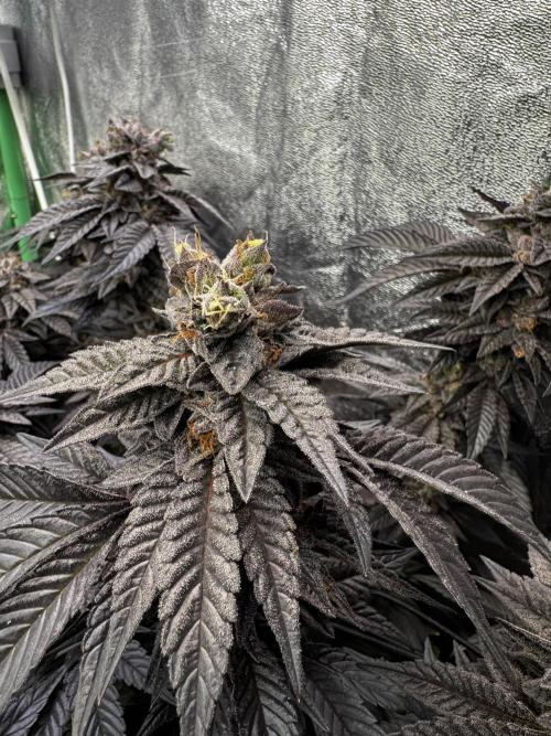 2x Cap Junky Scrog. Week 15