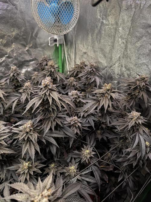 2x Cap Junky Scrog. Week 15