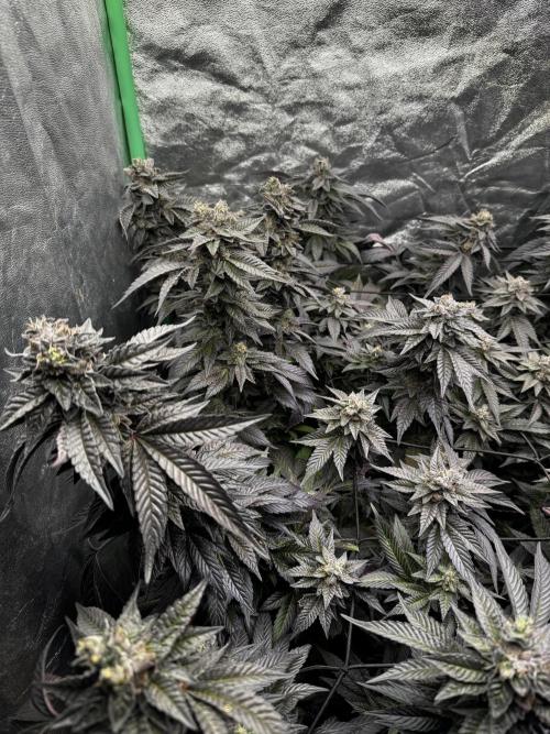 2x Cap Junky Scrog. Week 15
