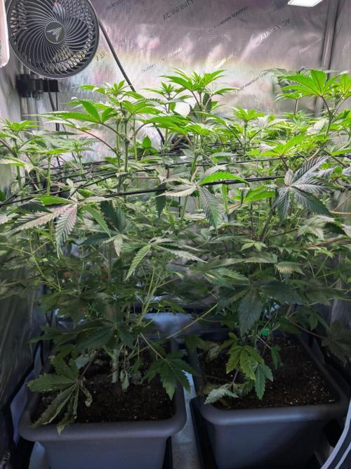 2x Dantes Cherrycana Revers. Week 9