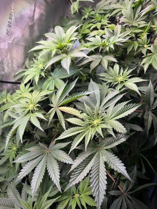 2x Dantes Cherrycana Revers. Week 9