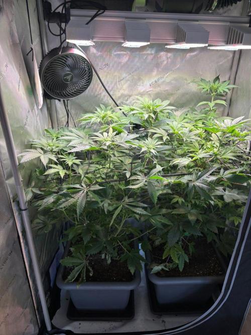 2x Dantes Cherrycana Revers. Week 9