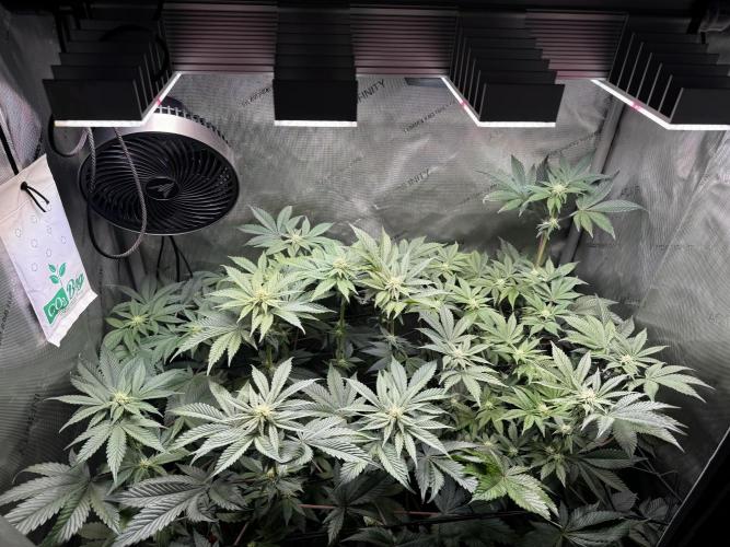 2x Dantes Cherrycana Revers. Week 10