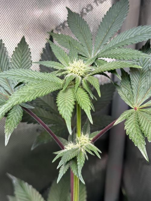2x Dantes Cherrycana Revers. Week 10