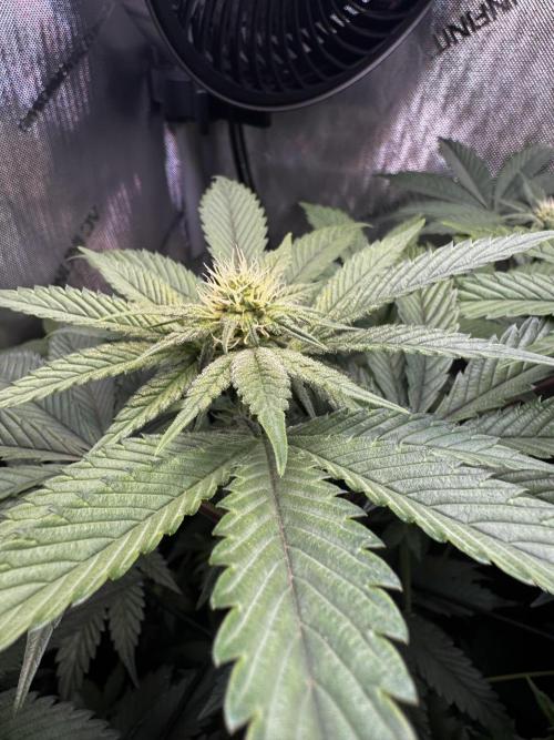 2x Dantes Cherrycana Revers. Week 10