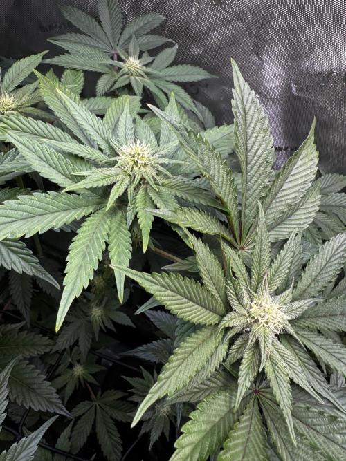2x Dantes Cherrycana Revers. Week 10