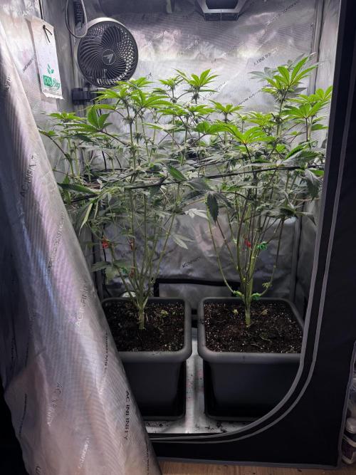 2x Dantes Cherrycana Revers. Week 10