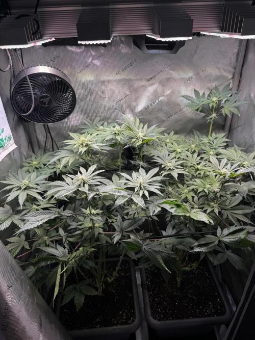 2x Dantes Cherrycana Revers. Week 10