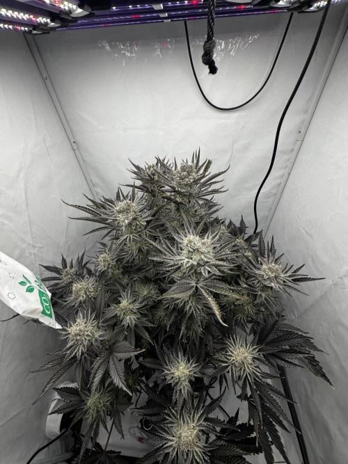 hydroponic Dante’s Cherrycana. Week 12