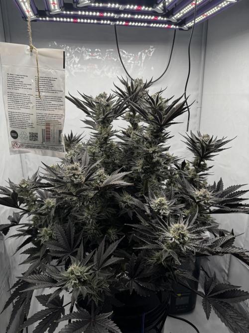 hydroponic Dante’s Cherrycana. Week 12