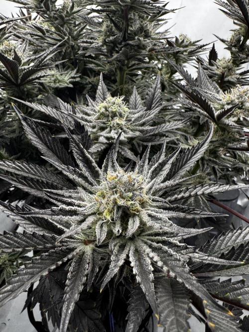 hydroponic Dante’s Cherrycana. Week 12