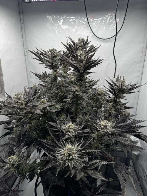 hydroponic Dante’s Cherrycana. Week 12