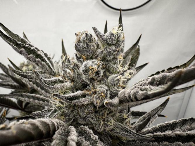 hydroponic Dante’s Cherrycana. Week 12