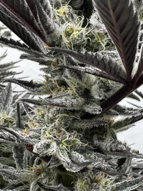 hydroponic Dante’s Cherrycana. Week 12