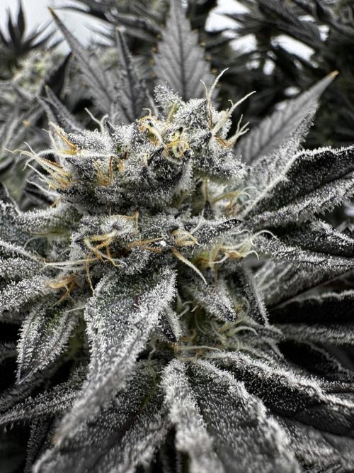 hydroponic Dante’s Cherrycana. Week 12
