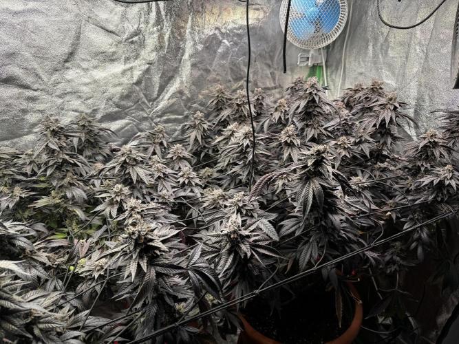 2x Cap Junky Scrog. Week 16