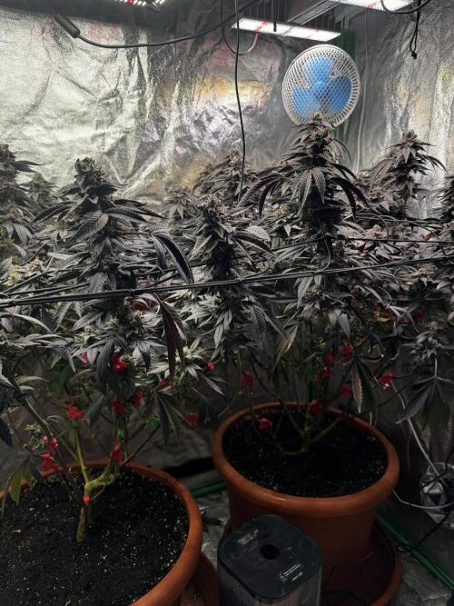 2x Cap Junky Scrog. Week 16