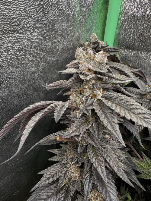 2x Cap Junky Scrog. Week 16