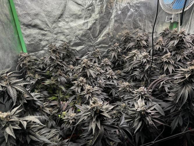 2x Cap Junky Scrog. Week 16