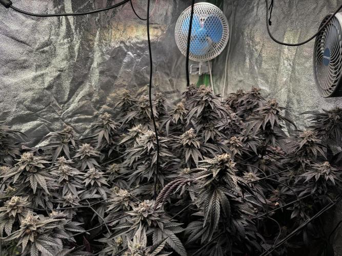 2x Cap Junky Scrog. Week 16