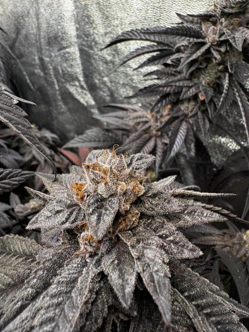 2x Cap Junky Scrog. Week 16