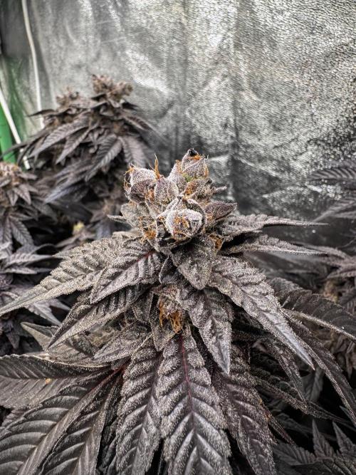2x Cap Junky Scrog. Week 16