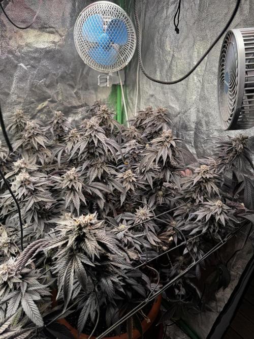 2x Cap Junky Scrog. Week 16