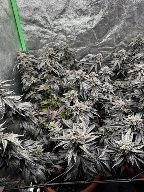 2x Cap Junky Scrog. Week 16