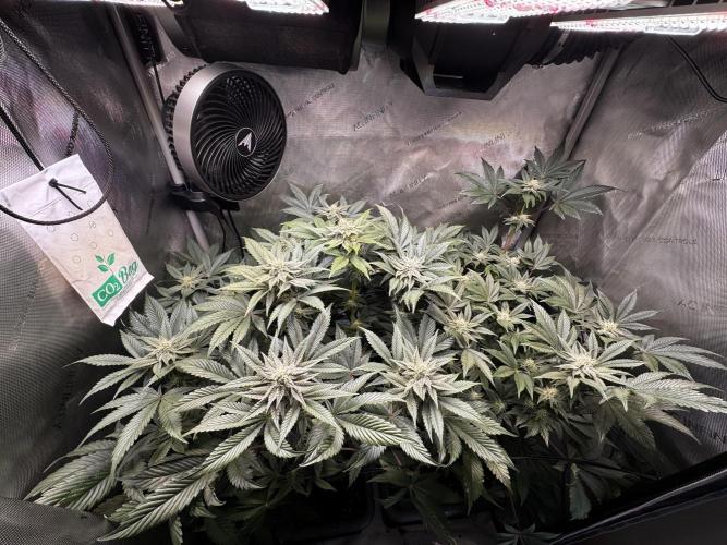 2x Dantes Cherrycana Revers. Week 11