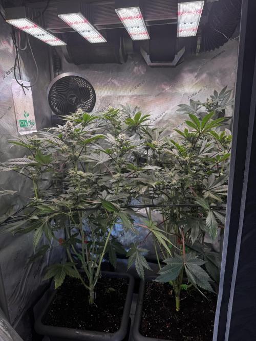 2x Dantes Cherrycana Revers. Week 11