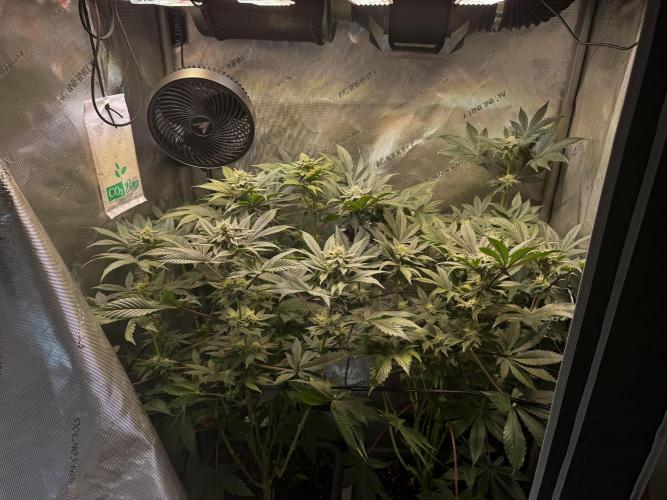 2x Dantes Cherrycana Revers. Week 11