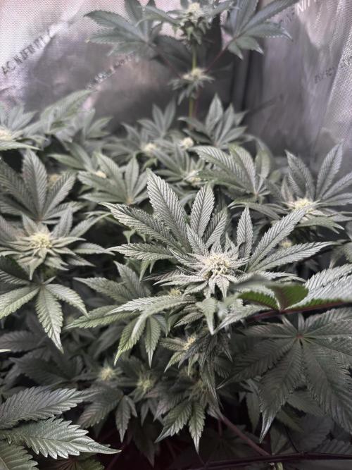 2x Dantes Cherrycana Revers. Week 11