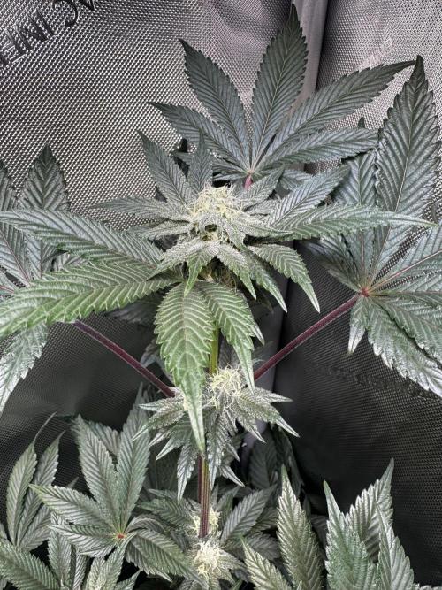 2x Dantes Cherrycana Revers. Week 11